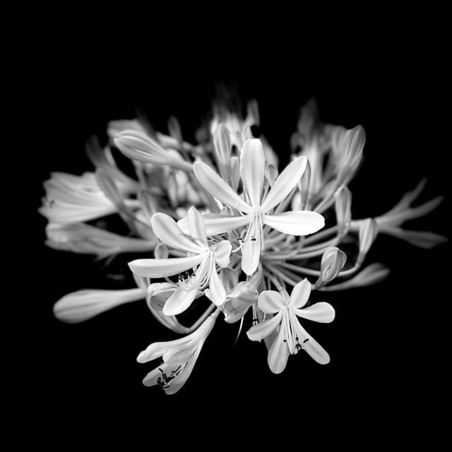 "Black and white nature" by Joan - $12.24 "Black and white nature" stock image