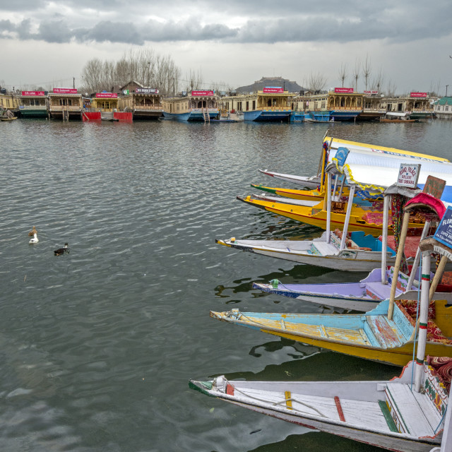 "Shikara Boats at Dal Lake, Srinagar" stock image