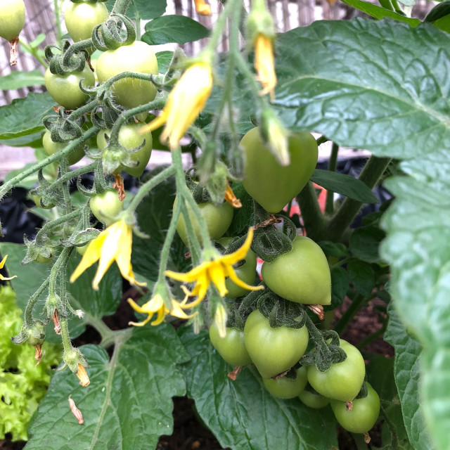 "Photo of the fruit of green Heartbreaker tomato plant" stock image
