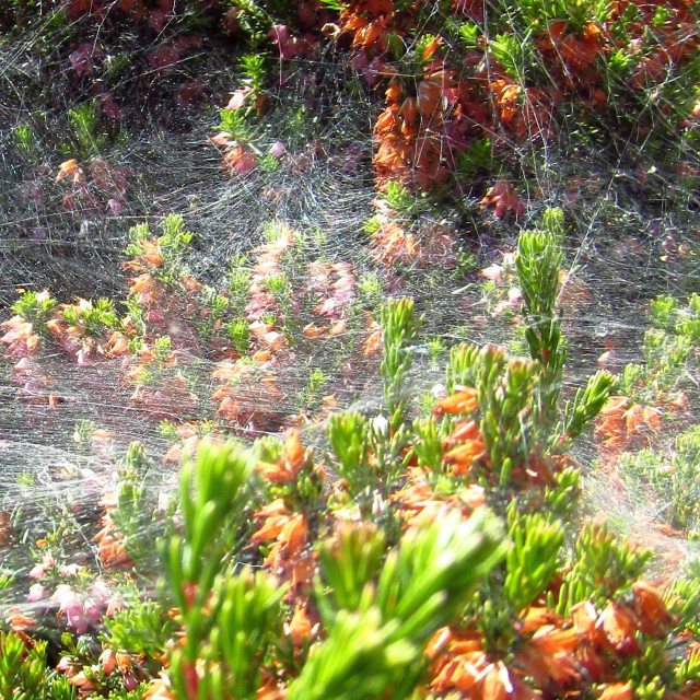 "Large cobweb on bushes" stock image