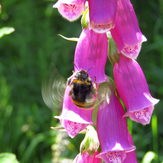 "Bee flying around foxglove" stock image