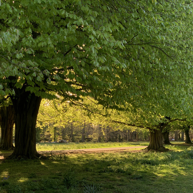 "Trees and Sunset in Clarke’s Garedens" stock image