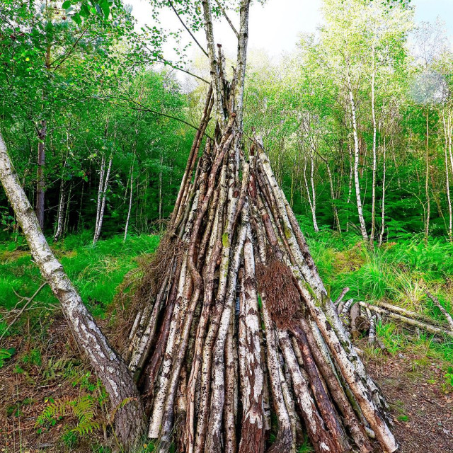 "Delamere Forest Tree Husbandry" stock image