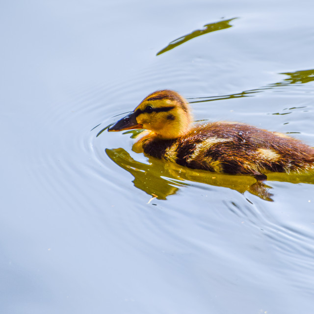 "Duckling on the lake" stock image