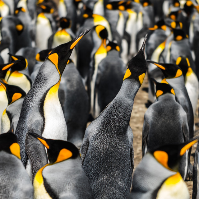 "King Penguin Call" by Derek Robitaille - £10.00 "King Penguin Call" stock image