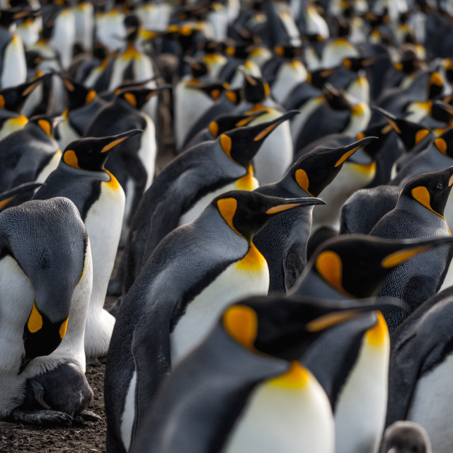 "King Penguin Gaze" by Derek Robitaille - £10.00 "King Penguin Gaze" stock image