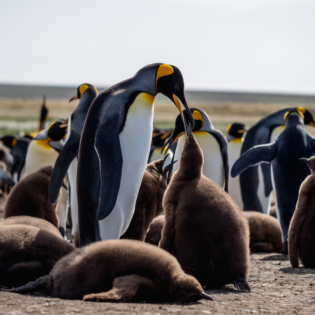"King Penguins Feeding" by Derek Robitaille - £10.00 "King Penguins Feeding" stock image