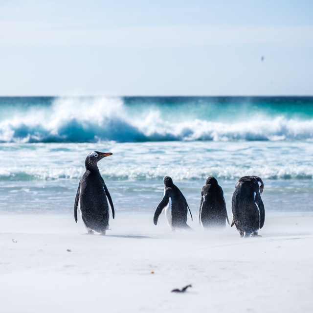 "Gentoo Penguin Beach Day" by Derek Robitaille - £10.00 "Gentoo Penguin Beach Day" stock image