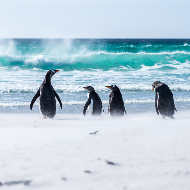 "Gentoo Beach Day" by Derek Robitaille - £10.00 "Gentoo Beach Day" stock image