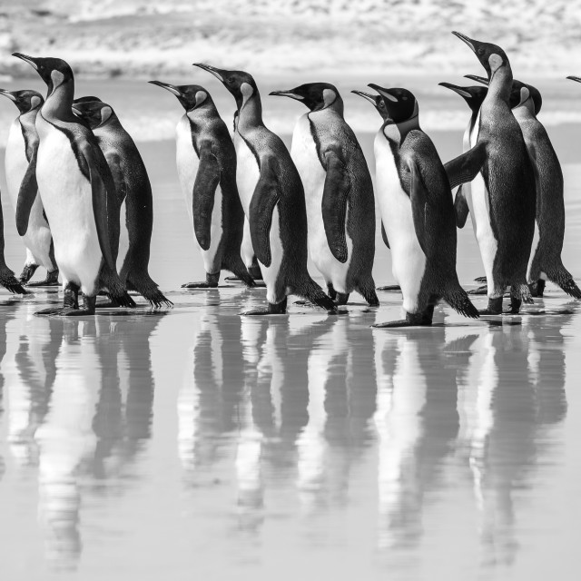 "King Penguin Beach Day" by Derek Robitaille - £10.00 "King Penguin Beach Day" stock image