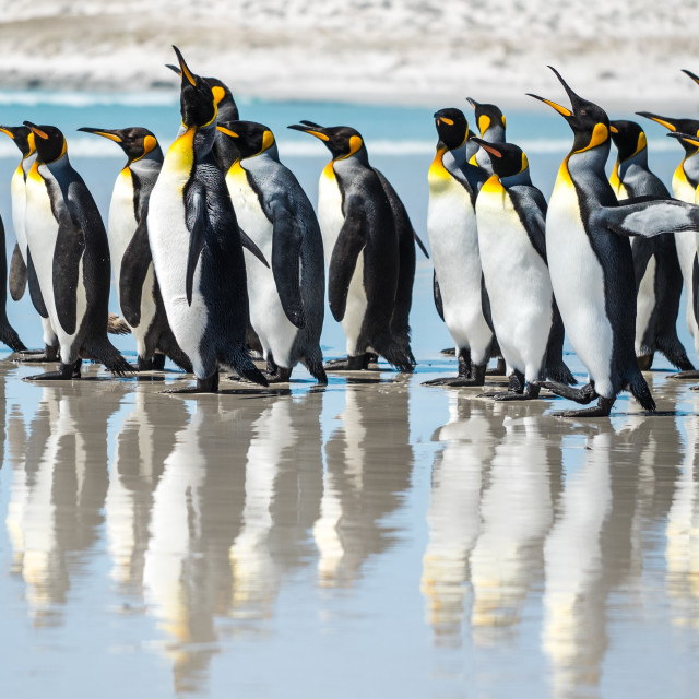 "King Penguin Beach Day" by Derek Robitaille - £10.00 "King Penguin Beach Day" stock image
