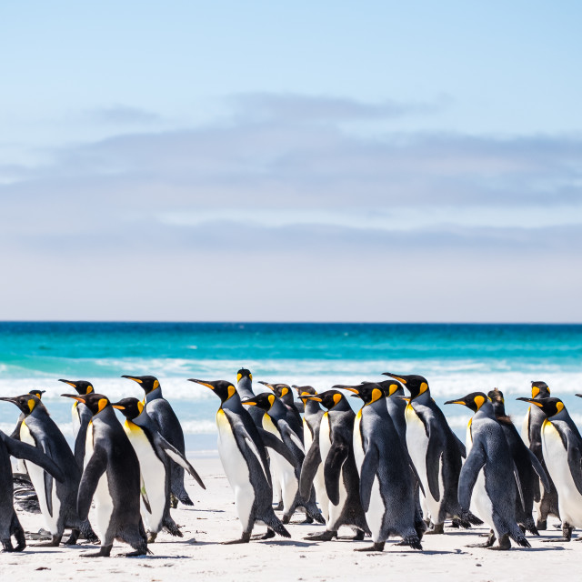 "King Penguin Beach Day" by Derek Robitaille - £10.00 "King Penguin Beach Day" stock image