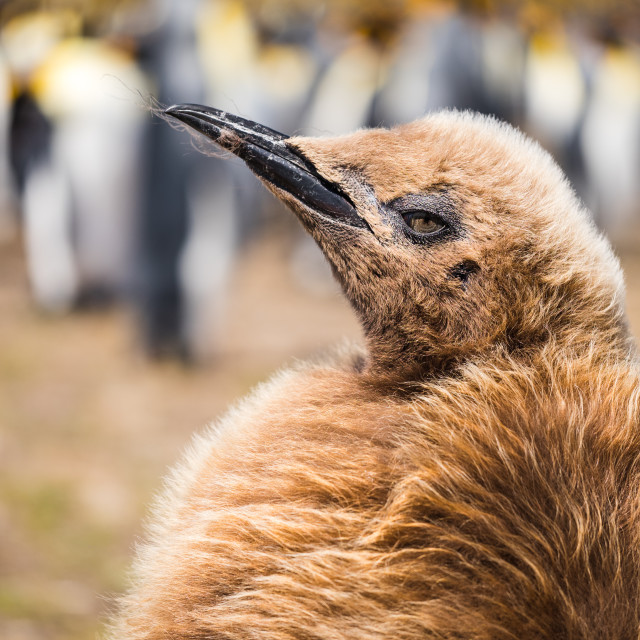 "King Penguin Chick" by Derek Robitaille - £10.00 "King Penguin Chick" stock image