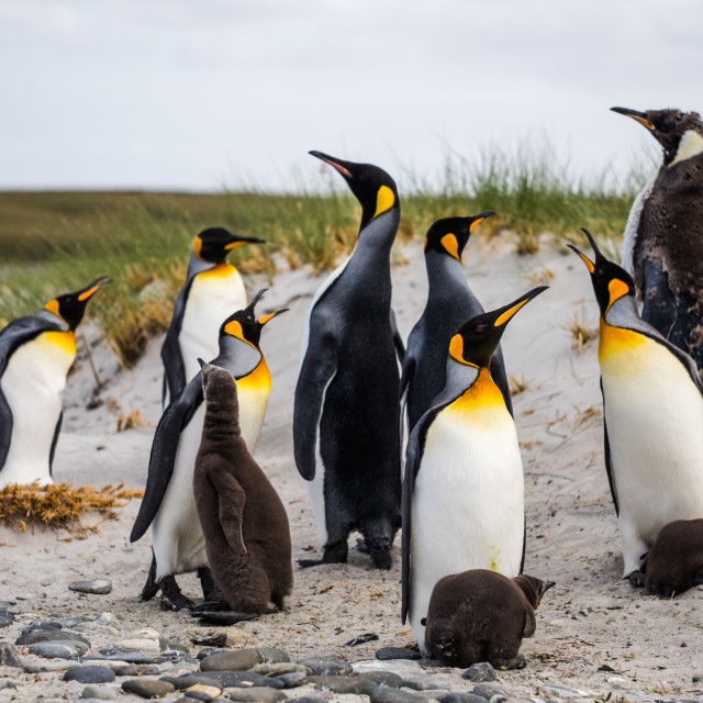 "King Penguins" by Derek Robitaille - £10.00 "King Penguins" stock image