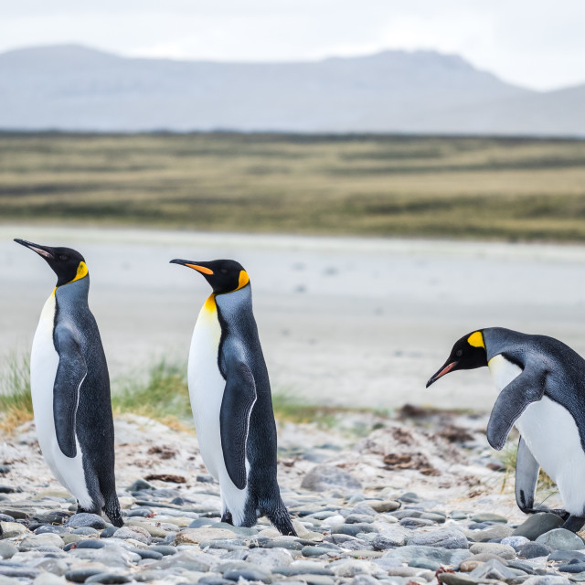 "King Penguins" by Derek Robitaille - £10.00 "King Penguins" stock image