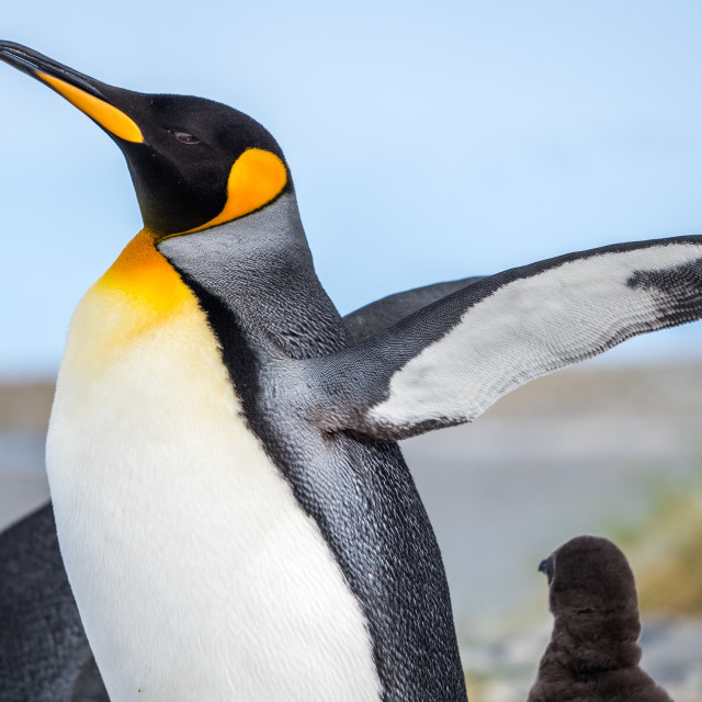 "King Penguin Call" by Derek Robitaille - £10.00 "King Penguin Call" stock image