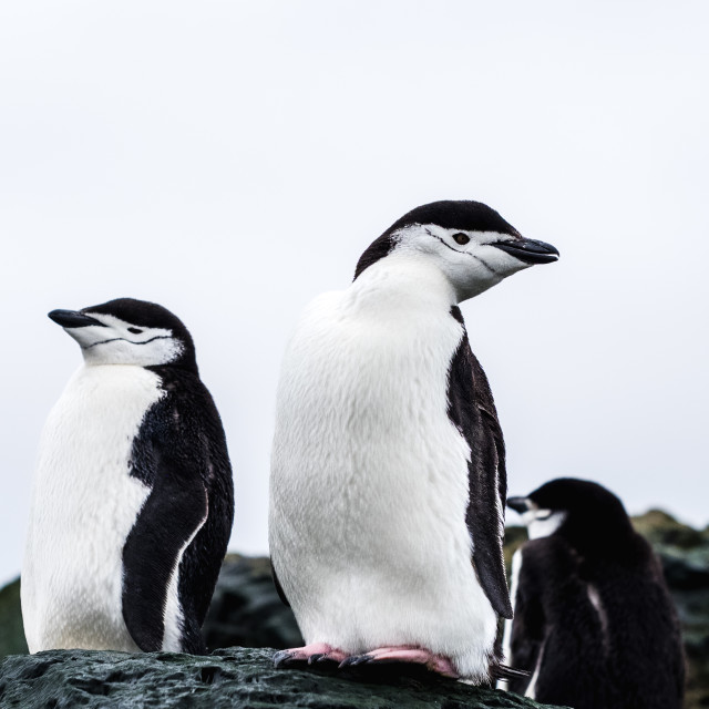 "Chinstrap Penguins" by Derek Robitaille - £10.00 "Chinstrap Penguins" stock image