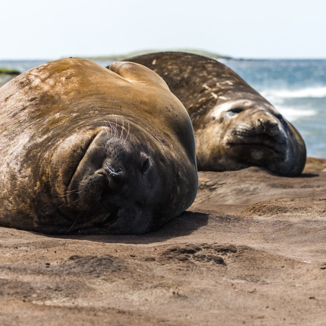 "Southern Elephant Seals Sleeping" by Derek Robitaille - £10.00 "Southern Elephant Seals Sleeping" stock image