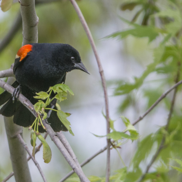 "The red-winged blackbird (Agelaius phoeniceus)" stock image