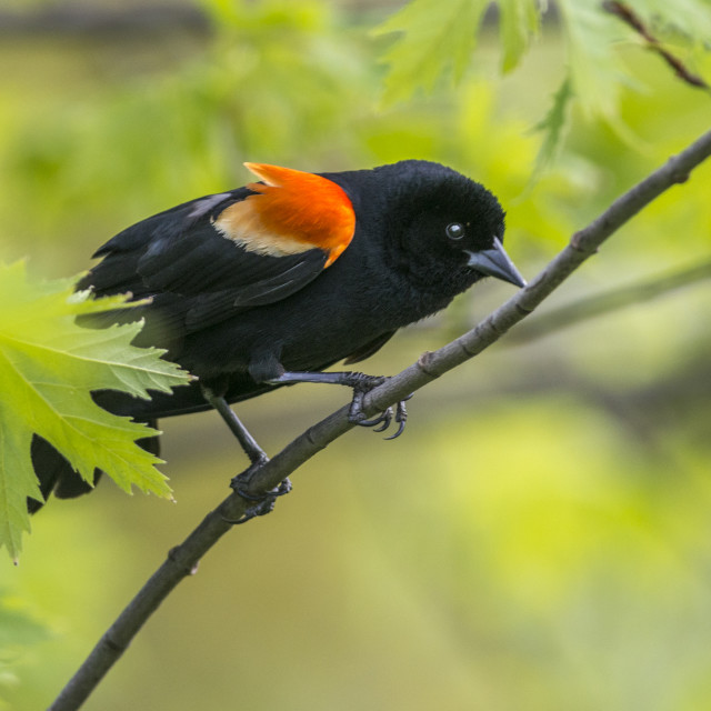 "The red-winged blackbird (Agelaius phoeniceus)" stock image