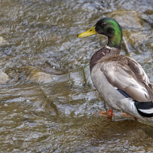 "The mallard (Anas fulvigula)" stock image