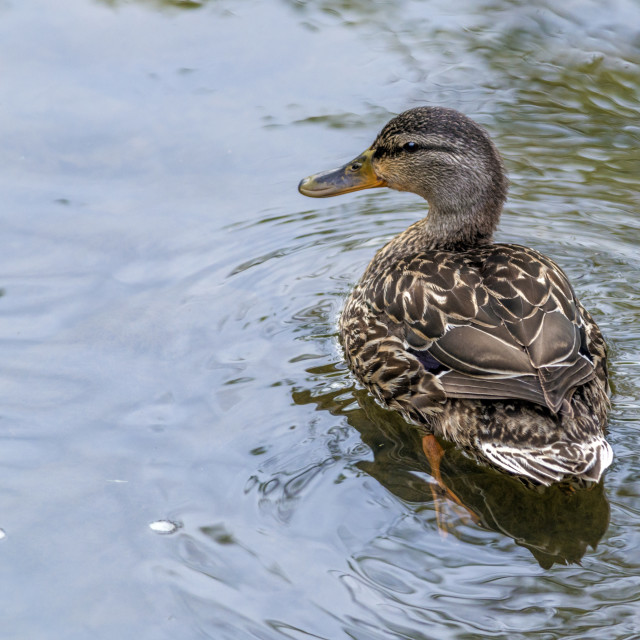 "The mottled duck or mottled mallard (Anas fulvigula)" stock image