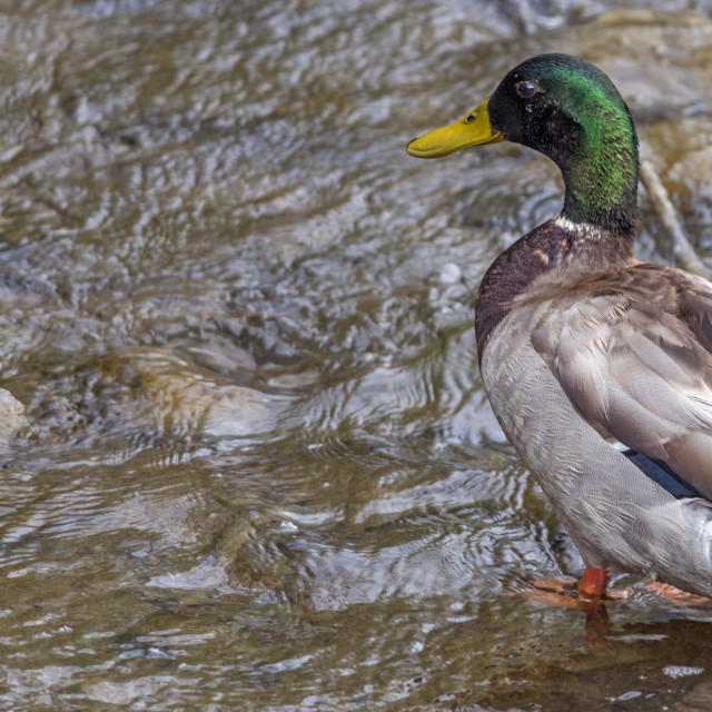 "The mallard (Anas fulvigula)" stock image