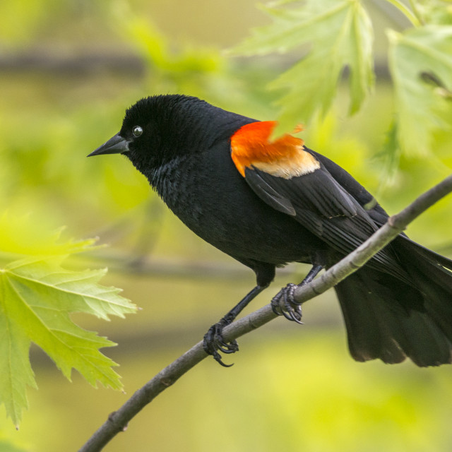 "The red-winged blackbird (Agelaius phoeniceus)" stock image