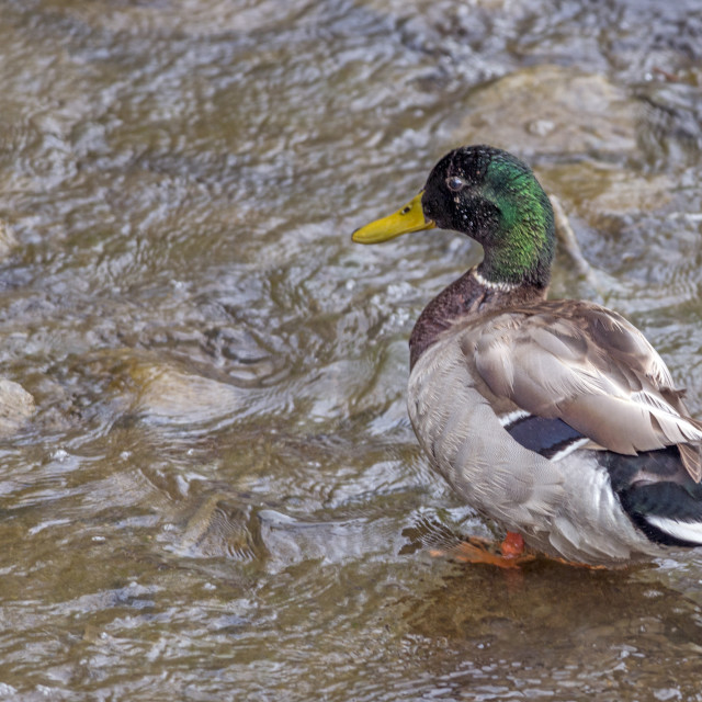 "The mallard (Anas fulvigula)" stock image