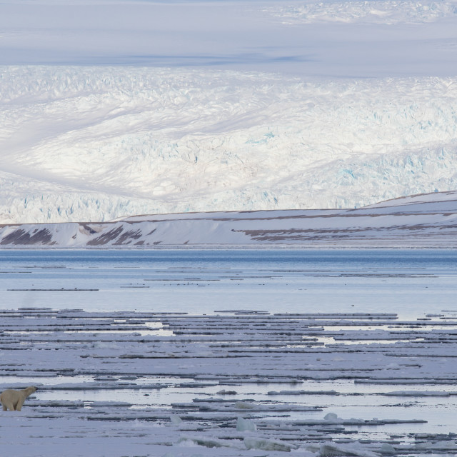 "Polar bear in front of Nordenskiöld glacier" stock image