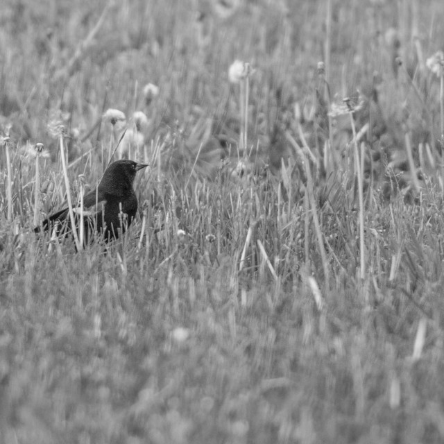 "The red-winged blackbird (Agelaius phoeniceus)" stock image