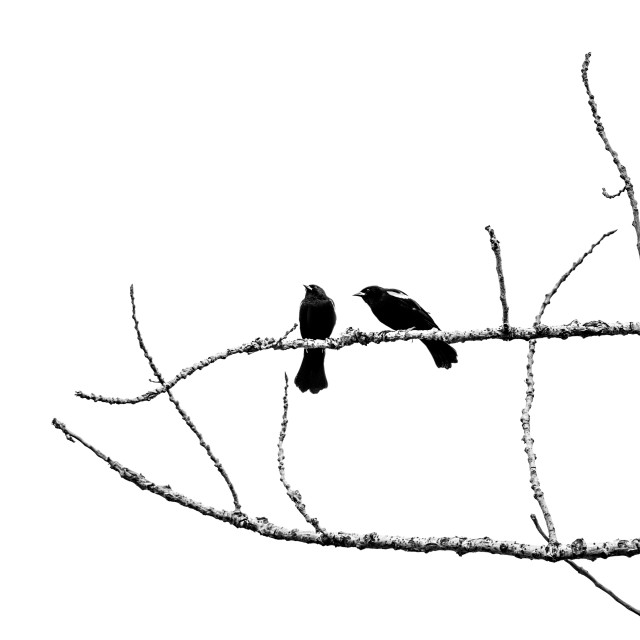 "The red-winged blackbird (Agelaius phoeniceus)" by www.nishantdavid.ca - $16.51 "The red-winged blackbird (Agelaius phoeniceus)" stock image
