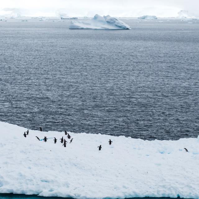 "Gentoo Penguins on Ice" by Derek Robitaille - £10.00 "Gentoo Penguins on Ice" stock image