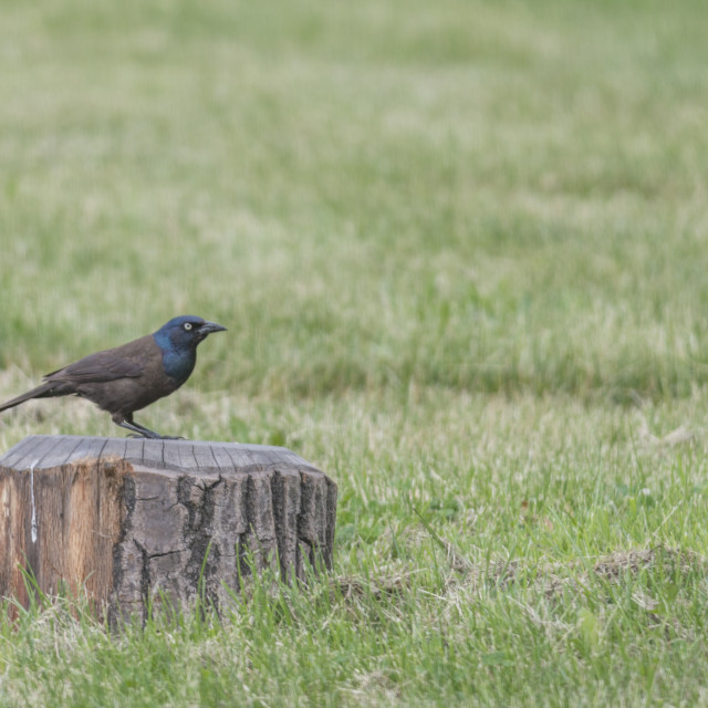 "The common grackle (Quiscalus quiscula)" stock image