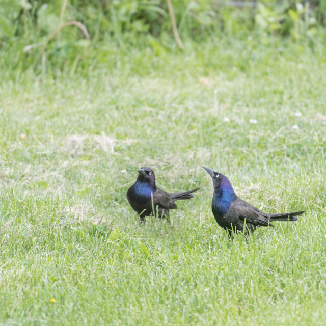 "The common grackle (Quiscalus quiscula)" stock image