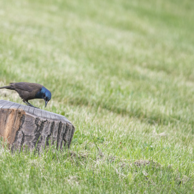 "The common grackle (Quiscalus quiscula)" stock image