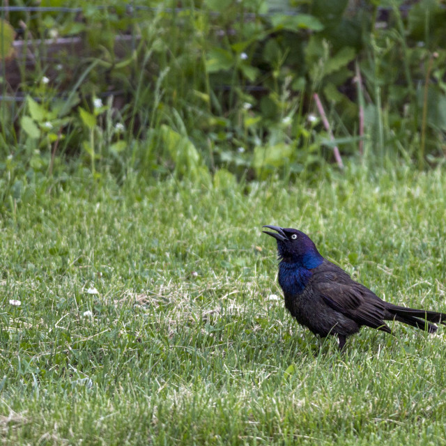 "The common grackle (Quiscalus quiscula)" stock image