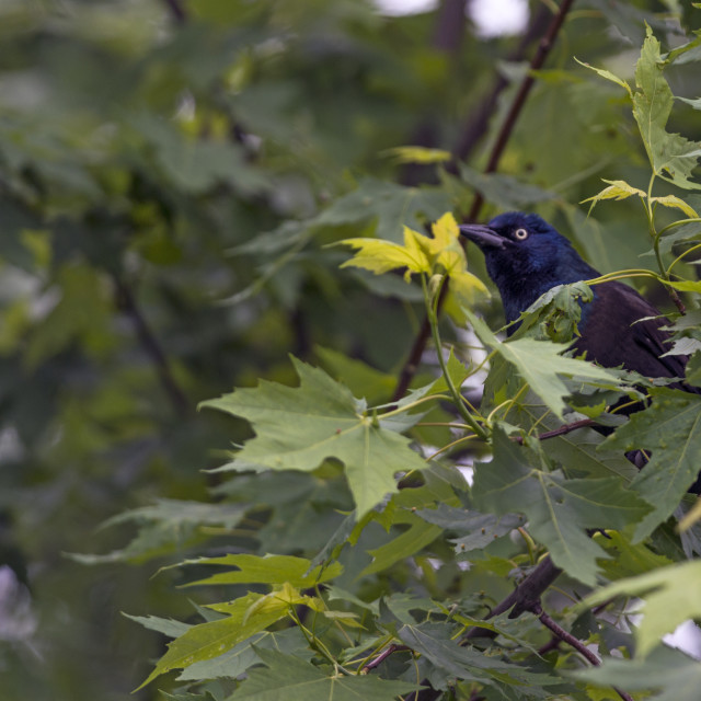 "The common grackle (Quiscalus quiscula)" by www.nishantdavid.ca - $16.51 "The common grackle (Quiscalus quiscula)" stock image