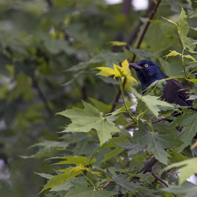 "The common grackle (Quiscalus quiscula)" stock image