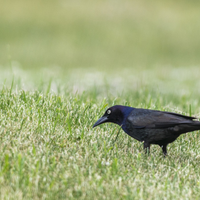 "The common grackle (Quiscalus quiscula)" stock image