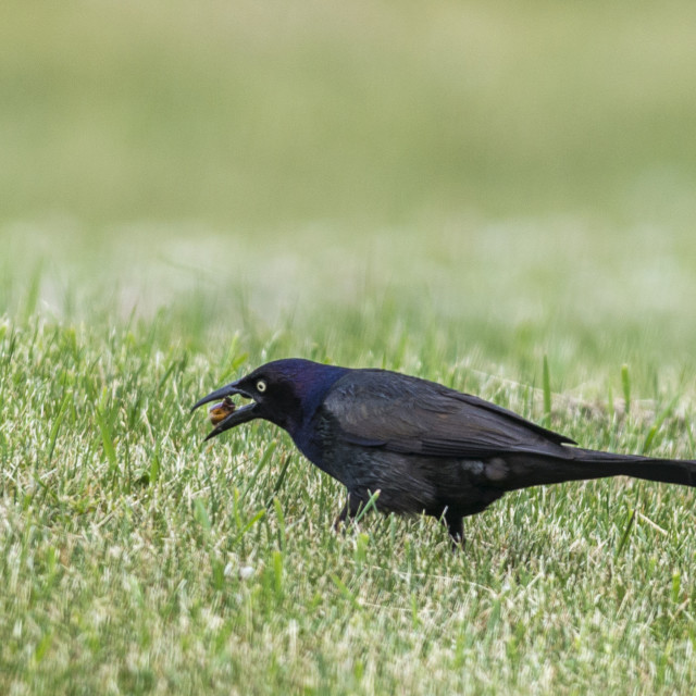 "The common grackle (Quiscalus quiscula)" stock image