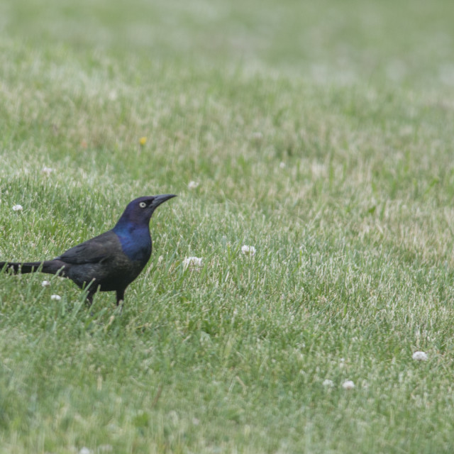 "The common grackle (Quiscalus quiscula)" stock image