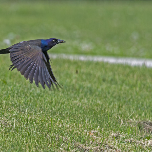 "The common grackle (Quiscalus quiscula)" stock image