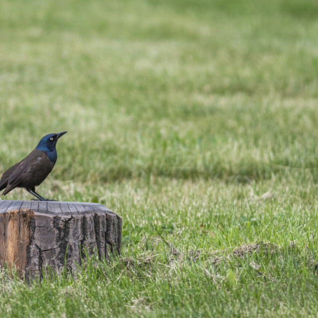 "The common grackle (Quiscalus quiscula)" stock image