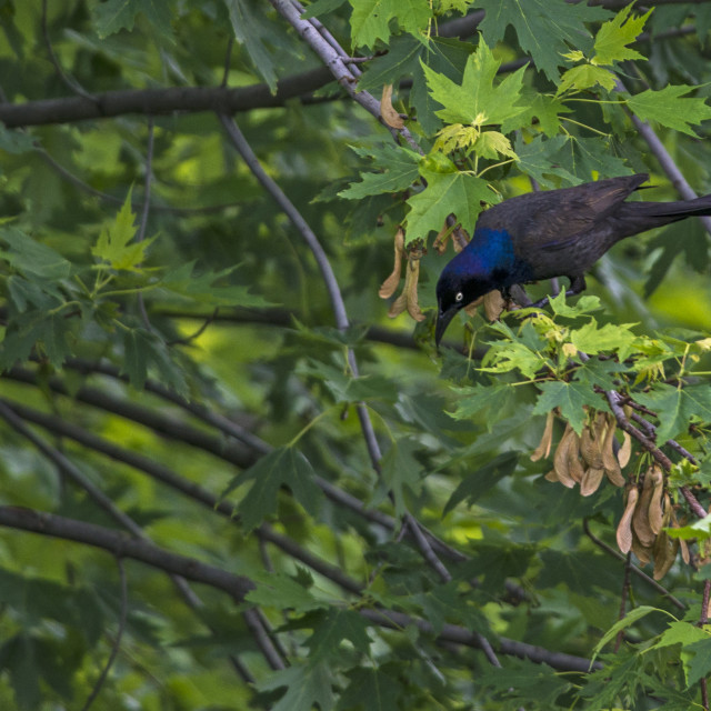 "The common grackle (Quiscalus quiscula)" stock image