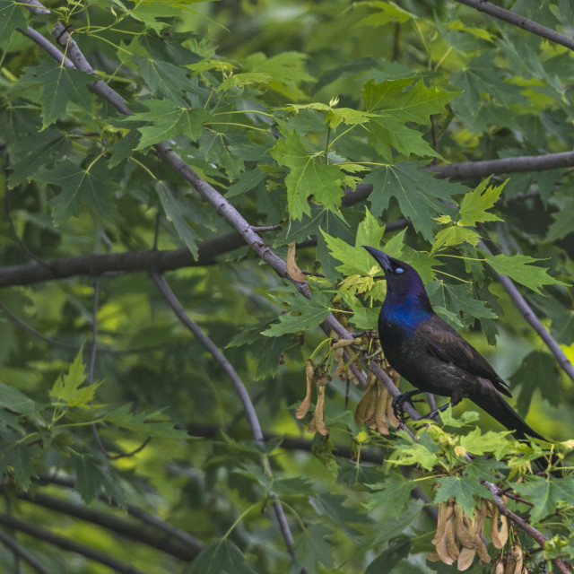 "The common grackle (Quiscalus quiscula)" stock image