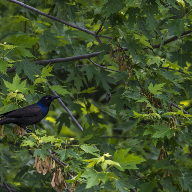 "The common grackle (Quiscalus quiscula)" stock image