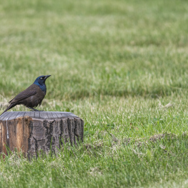 "The common grackle (Quiscalus quiscula)" stock image