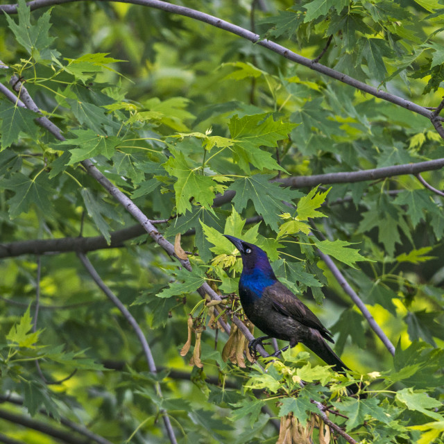 "The common grackle (Quiscalus quiscula)" stock image