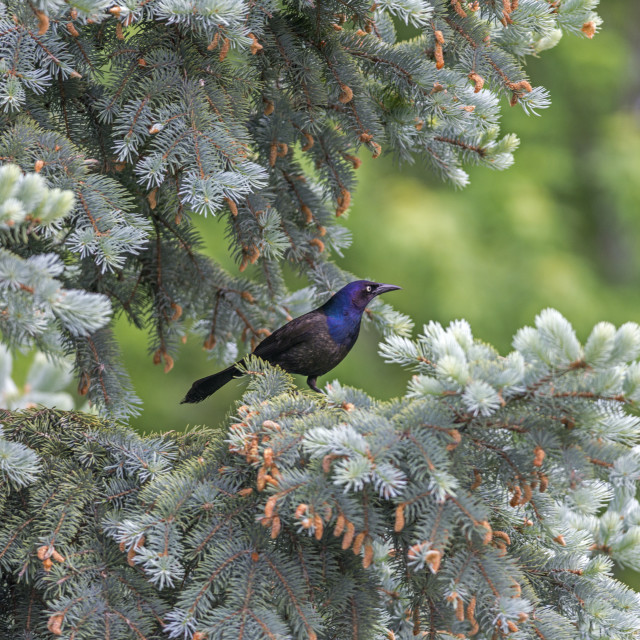 "The common grackle (Quiscalus quiscula)" stock image